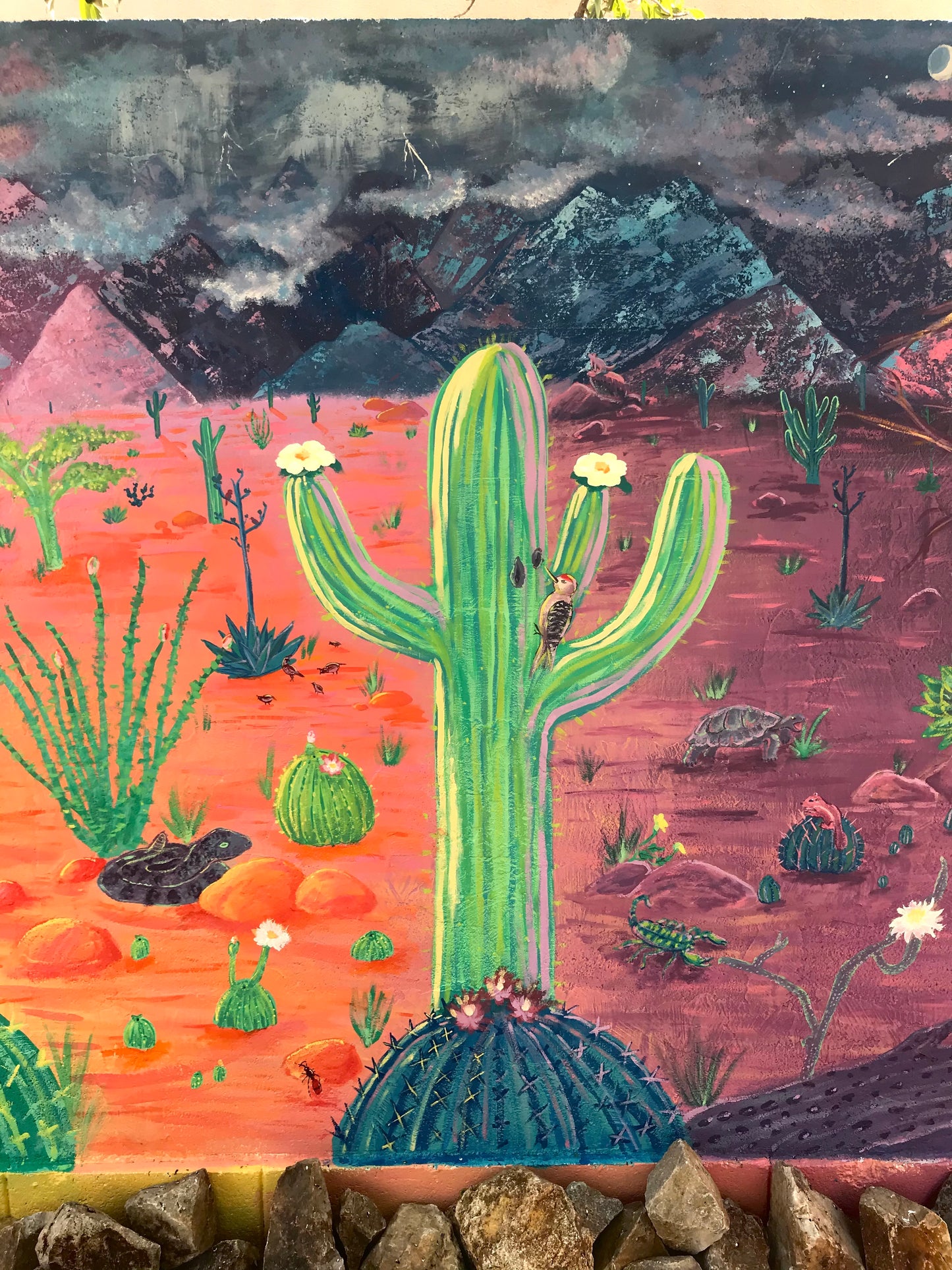 Sonoran Desert Transition